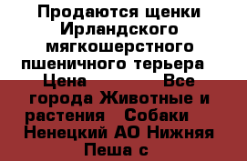Продаются щенки Ирландского мягкошерстного пшеничного терьера › Цена ­ 30 000 - Все города Животные и растения » Собаки   . Ненецкий АО,Нижняя Пеша с.
